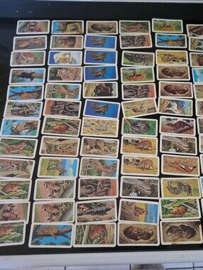 Lot Of 80, 1990 Red Rose Tea Cards Animals And Their Young
